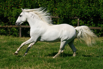 Obraz na płótnie Canvas horses in freedom