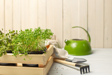 A pot of micro-greenery in a wooden box, miniature gardening tools and gloves. Horizontally with...