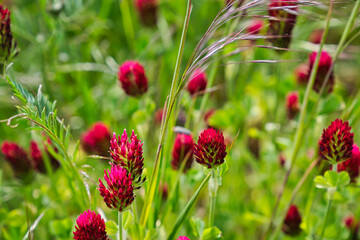 bunte Frühlingswiese Frühlingsblumen auf der Wiese im Frühling