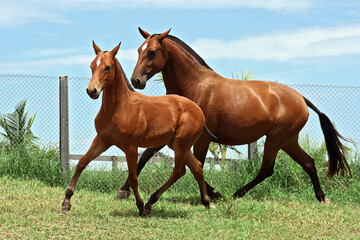 horses in freedom