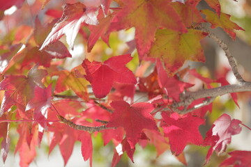 close-up view of some beautiful red maple leaves 