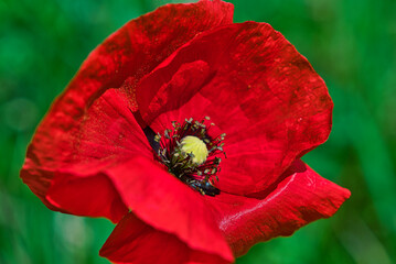 bunte Fr&uuml;hlingswiese Fr&uuml;hlingsblumen auf der Wiese im Fr&uuml;hling