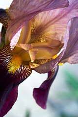 Fototapeta na wymiar Purple flowers of iris. Macro.
