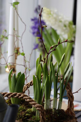 Spring shoots of Narcissus and Hyacinth planted in wicker basket on window sill, closeup