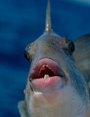 Naklejka premium Closeup of a trigger fish