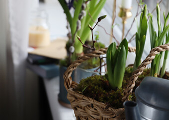 Spring shoots of Narcissus and Hyacinth planted in wicker basket on window sill, closeup. Space for text