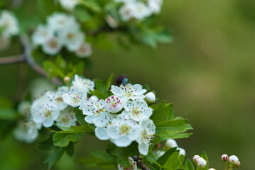 bunte Frühlingswiese Frühlingsblumen auf der Wiese im Frühling