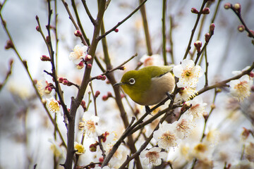 桜とメジロ