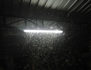 A swarm of insects flew towards the light bulb at night.