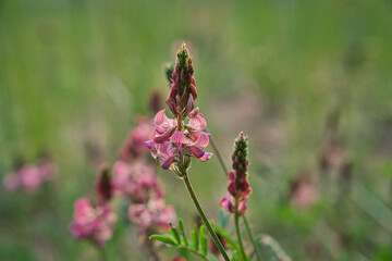 bunte Frühlingswiese Frühlingsblumen auf der Wiese im Frühling
