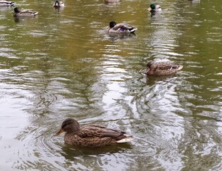 ducks in the lake