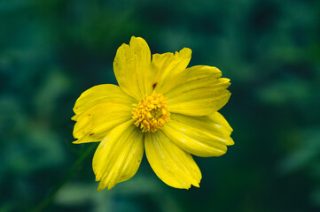 Fototapeta premium yellow flower in the garden