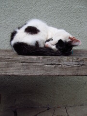 Śpiący kotek położył się w kłębek. Ma na sobie białe i czarne plamki - obrazy, fototapety, plakaty