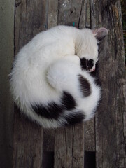 Śpiący kotek położył się w kłębek. Ma na sobie białe i czarne plamki - obrazy, fototapety, plakaty