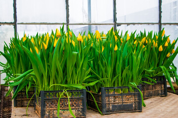 Growing tulips in greenhouse. Yellow flowers in seedling boxes.