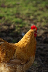 SONY DSC