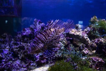 Fish swim in the aquarium.
