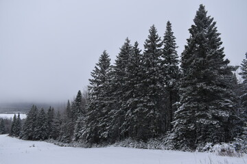 Snowy spruce trees on a gray day, Sainte-Apolline, Québec