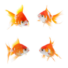 Fototapeta premium Beautiful bright small goldfish on white background, collage