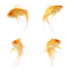 Naklejka premium Beautiful bright small goldfish on white background, collage