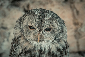 portrait of an owl