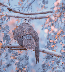 falcon on a tree