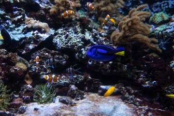 Fototapeta na wymiar Fish swim in the aquarium.