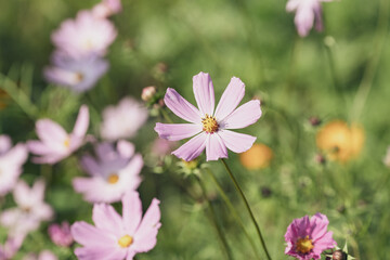 blossoming blooming kosmeya flower close-up on a background of a meadow on a summer day