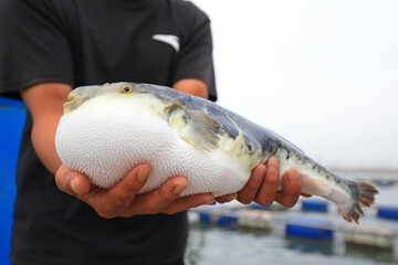 Workers are catching puffer fish on a farm， North China