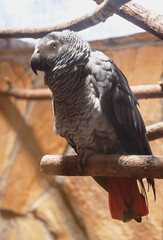 a grey parrot sits on a branch