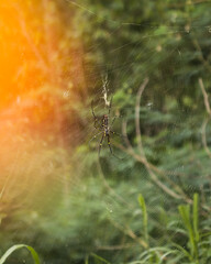 spider web in the grass