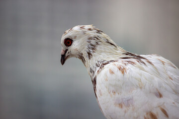 close up of a bird