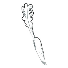 Daikon. Healthy vegan food for vegetarian concept. Black and white hand drawn charcoal drawing. Vector illustration. Isolated on white.