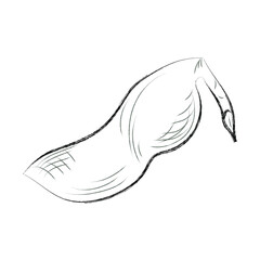 Obraz premium Velvet tamarind. Healthy vegan food for vegetarian concept. Black and white hand drawn charcoal drawing. Vector illustration. Isolated on white.