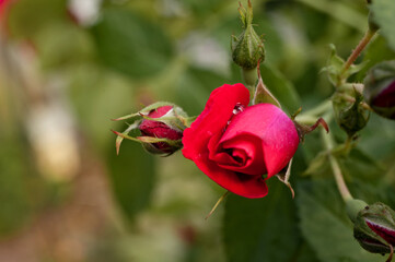 red rose in the garden