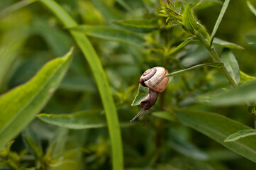 Snail on the grass in the garden