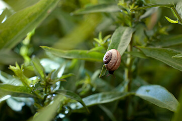 Snail on the grass in the garden