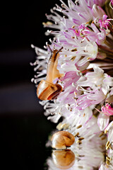 snail on an onion flower