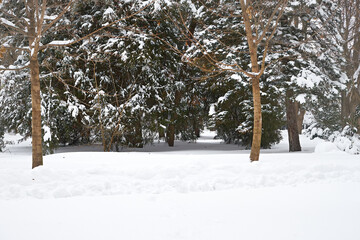 City park covered with snow.