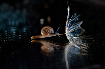 Snail on a fluff macro