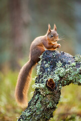 Naklejka na ściany i meble Red Squirrels eating in the Scottish pines of the Cairngorms