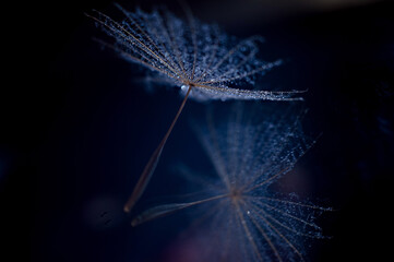 fluff and its reflection