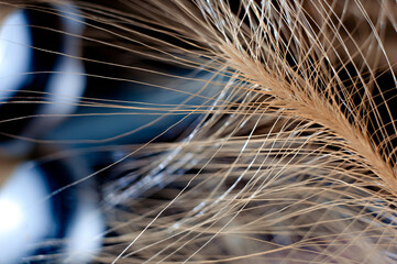 ear close-up macro photography