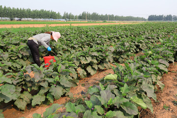 Farmers are harvesting eggplants on the farm