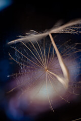 goatbeard fluff macro photography