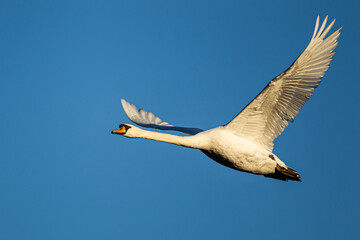 Mute swan flying past against a clear blue sky
