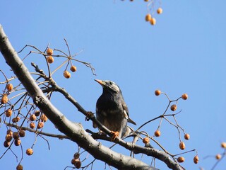 ムクドリ2　センダンの実