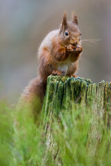 Red Squirrels eating in the Scottish pines of the Cairngorms