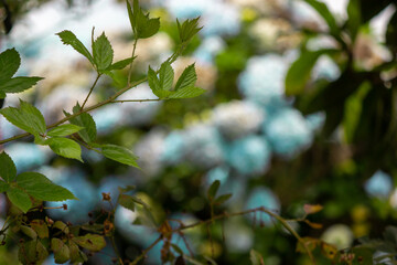 leaves of a tree