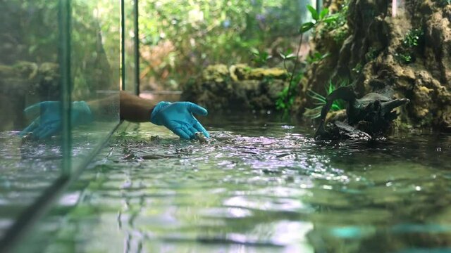 Feeding fish Largescale four eyed fish in the aquarium. Bloodworm